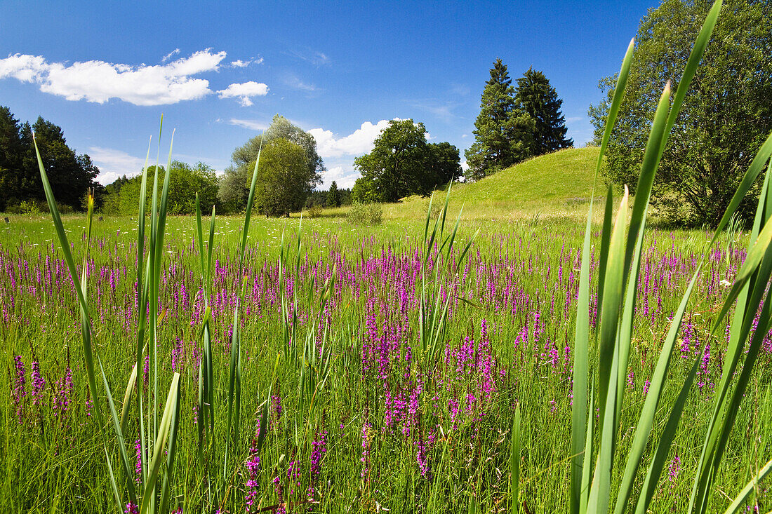 Meadow with purple loosestrife in summer, Upper Bavaria, Bavaria, Germany, Europe