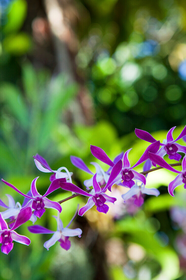 Close up of an orchid blossom, Khao Lak, Andaman Sea, Thailand