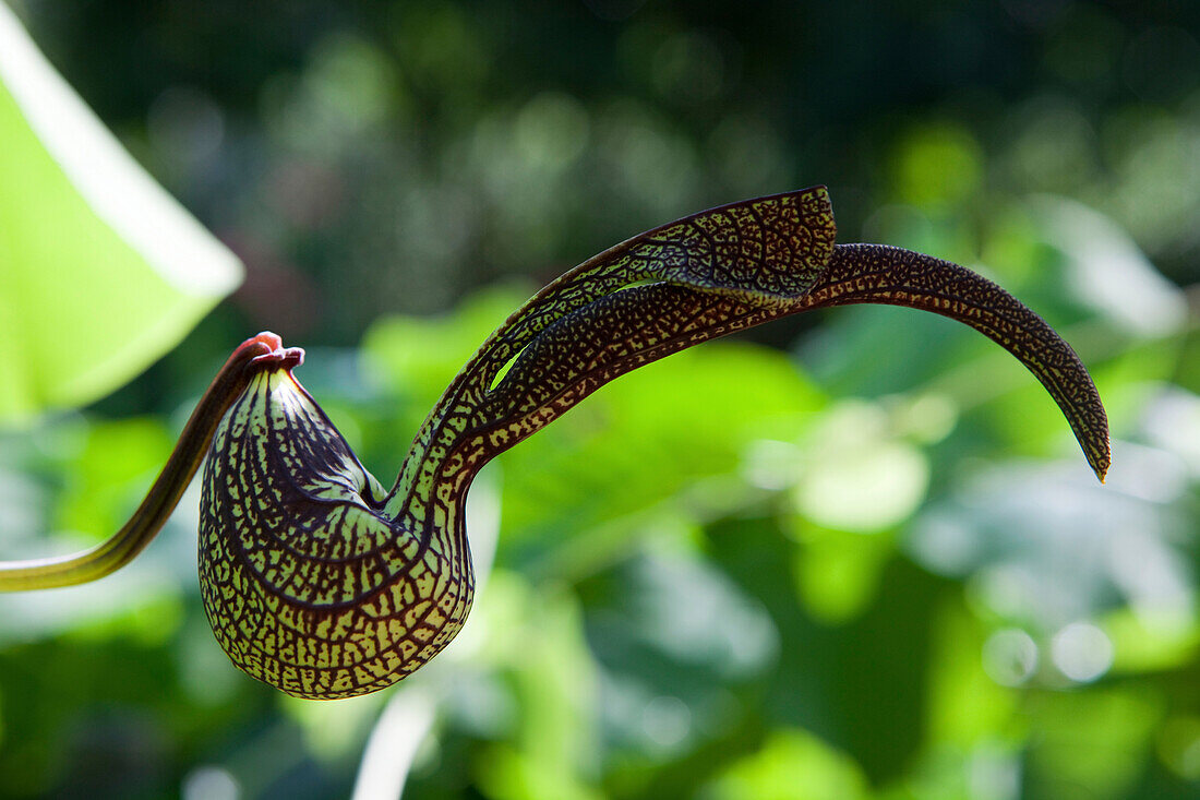 Nahaufnahme einer fleischfressenden Kannenpflanze, Khao Sok Nationalpark, Andamanensee, Thailand