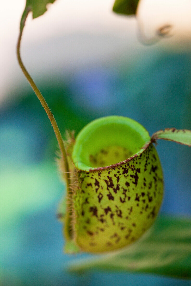 Nahaufnahme einer fleischfressenden Kannenpflanze, Khao Sok Nationalpark, Andamanensee, Thailand