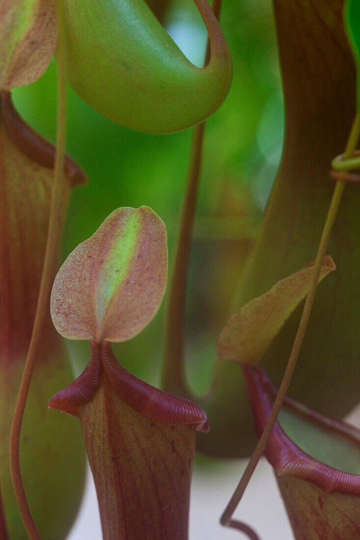 Nahaufnahme einer fleischfressenden Kannenpflanze, Khao Sok Nationalpark, Andamanensee, Thailand