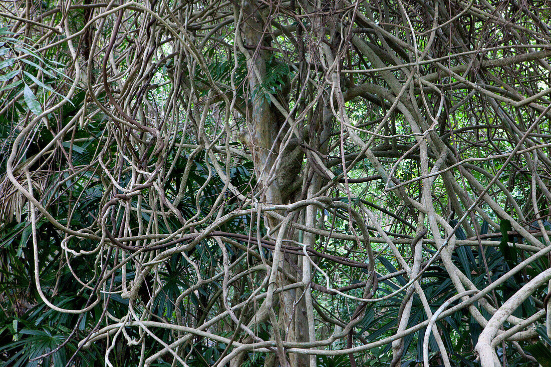 Creeper plant at the garden of Koh Ra eco lodge, Koh Ra, Andaman Sea, Thailand