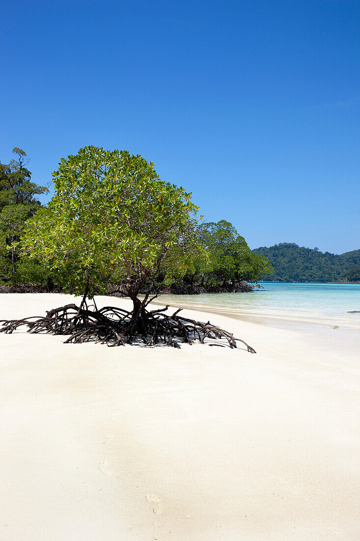 Mangroven am Hat Mai Ngam Strand, Koh Surin Meeresnationalpark, Andamanensee, Thailand