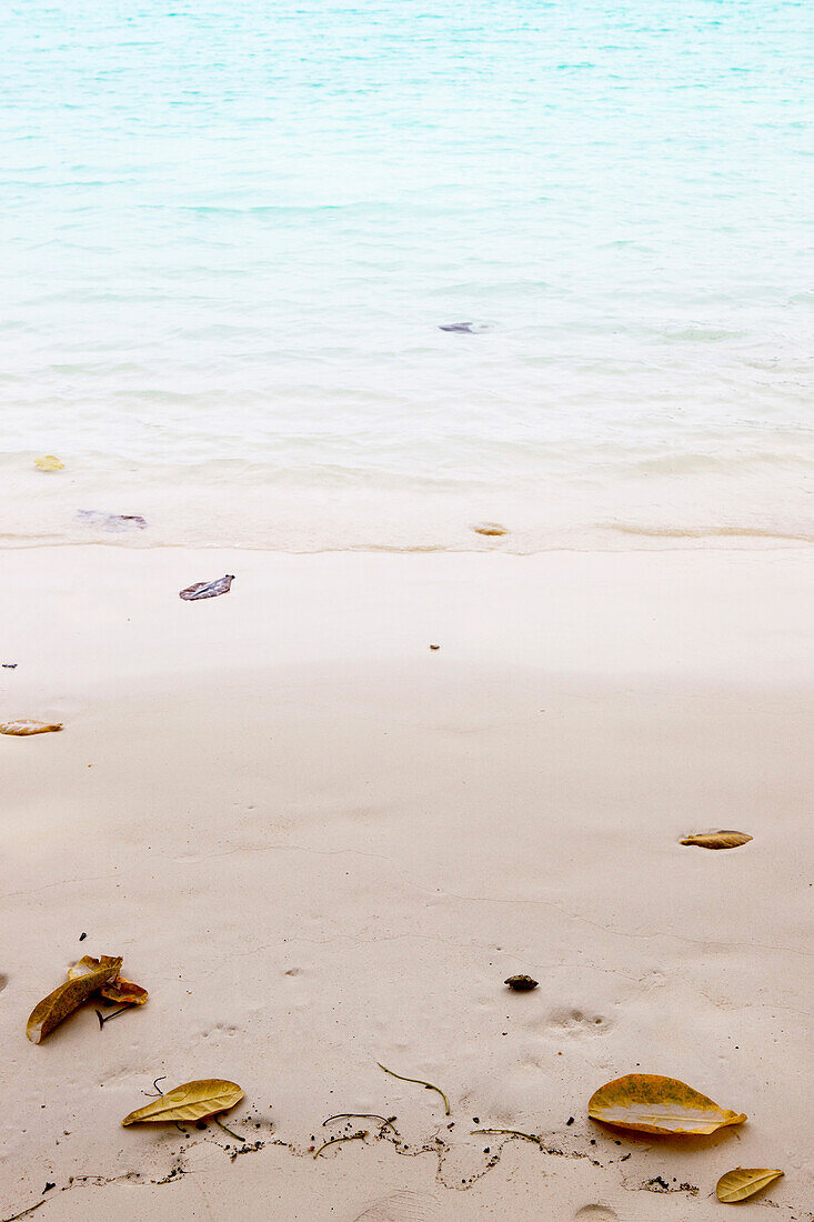 Farbige Blätter am Hat Mai Ngam Strand, Koh Surin Meeresnationalpark, Andamanensee, Thailand