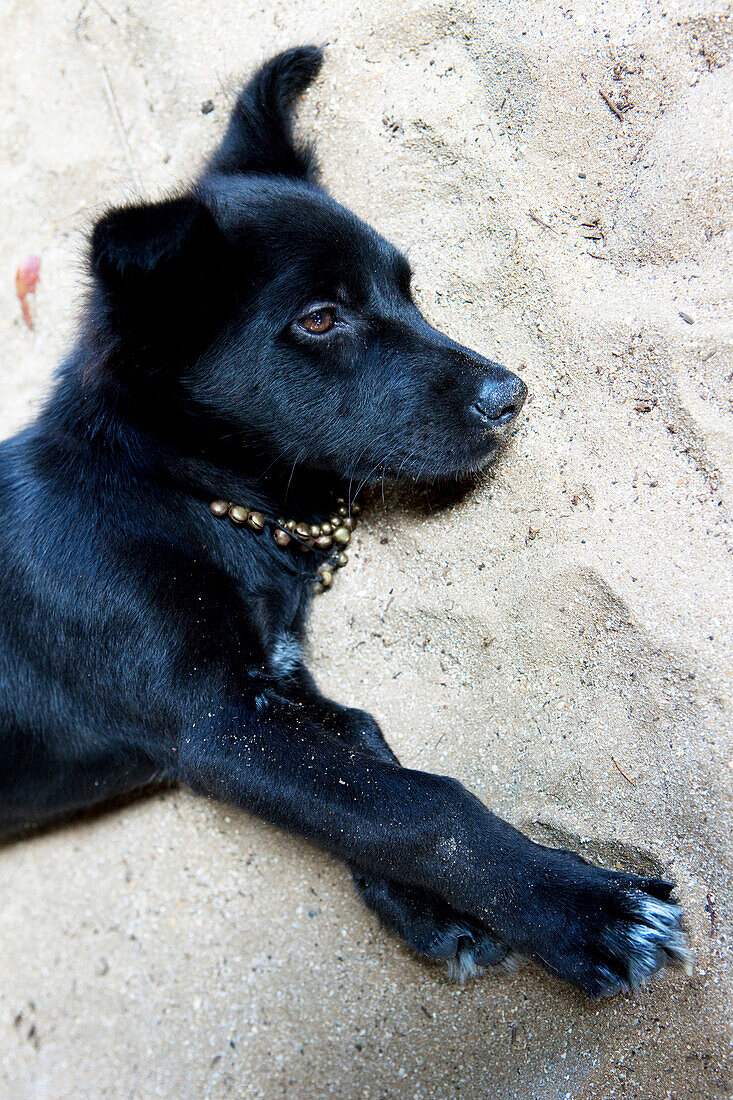 Kleiner Hund mit Glöckchenhalsband an einem Strand auf Koh Jum, Koh Jum, Andamanensee, Thailand