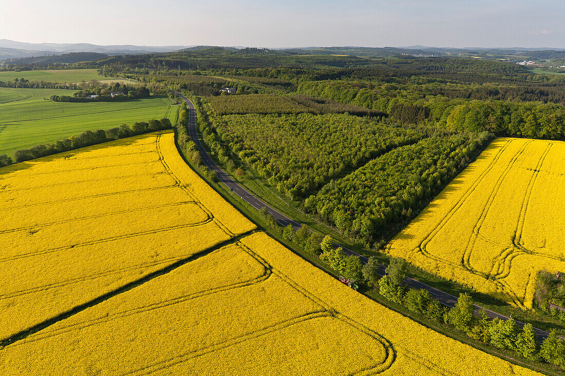 Aerial view of flowering canola field, Eifel, Rhineland Palatinate, Germany, Europe