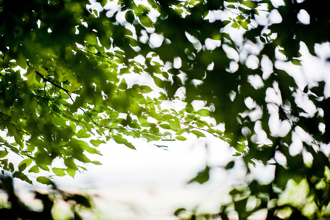 Green leaves on the banks of Danube river, Weltenburg, Bavaria, Germany, Europe