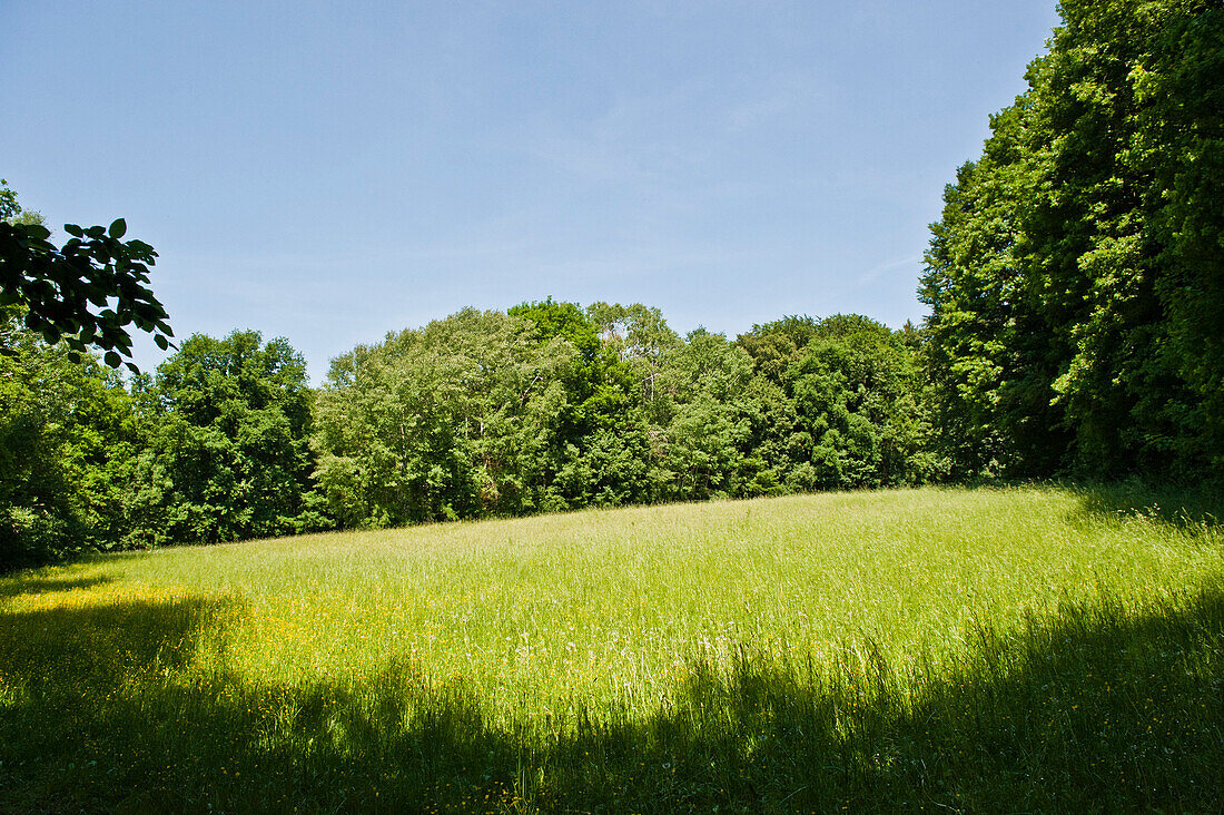 Meadow in the sunlight, Weltenburg, Bavaria, Germany, Europe