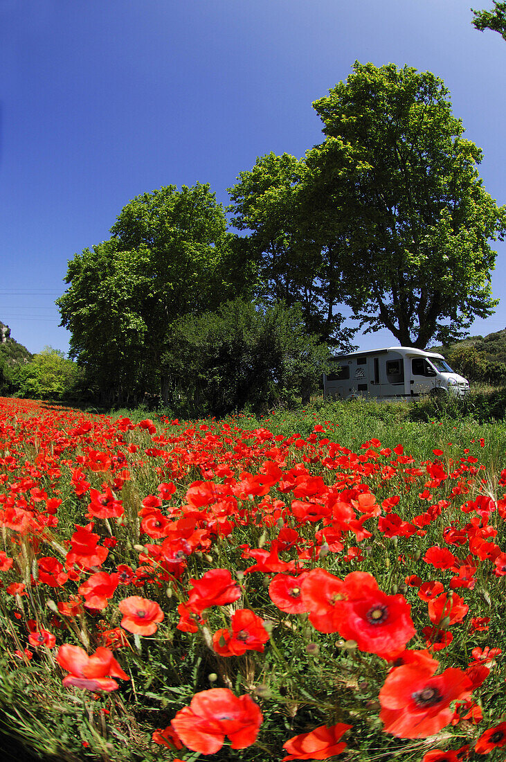 Poppy field in the Provence, France
