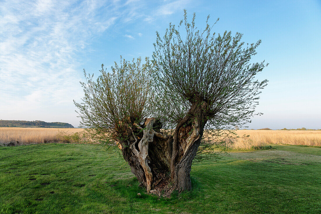 Old willow tree, Gross Zicker, Moenchgut, Island of Ruegen, Mecklenburg-Western Pomerania, Germany