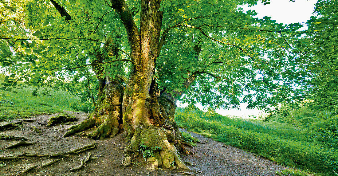 Tassilo lime tree, Wessobrunn, Upper Bavaria, Germany