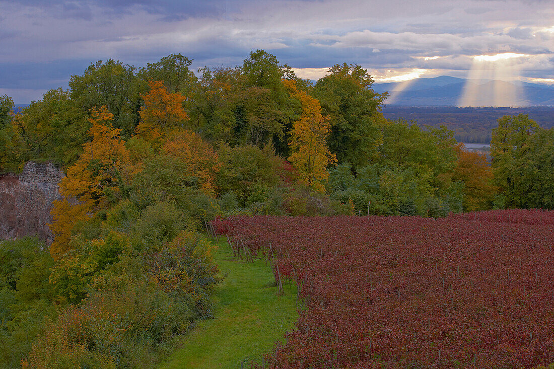 Blick vom Limberg auf auf herbstlichen Rheinwald und Vogesen, Kaiserstuhl, Oberrheinische Tiefebene, Baden-Württemberg, Deutschland, Europa