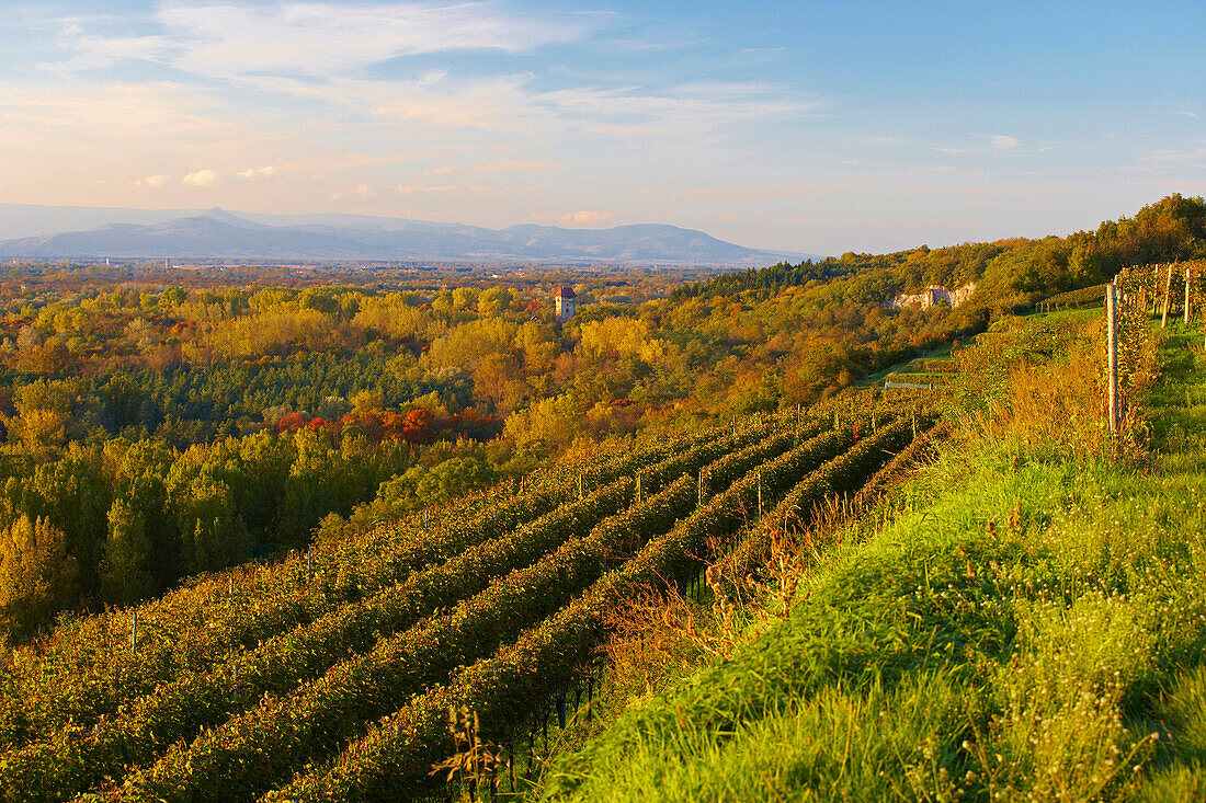 Blick über Weinberge und Rheinwald auf Burg Sponeck, Kaiserstuhl, Baden-Württemberg, Deutschland, Europa