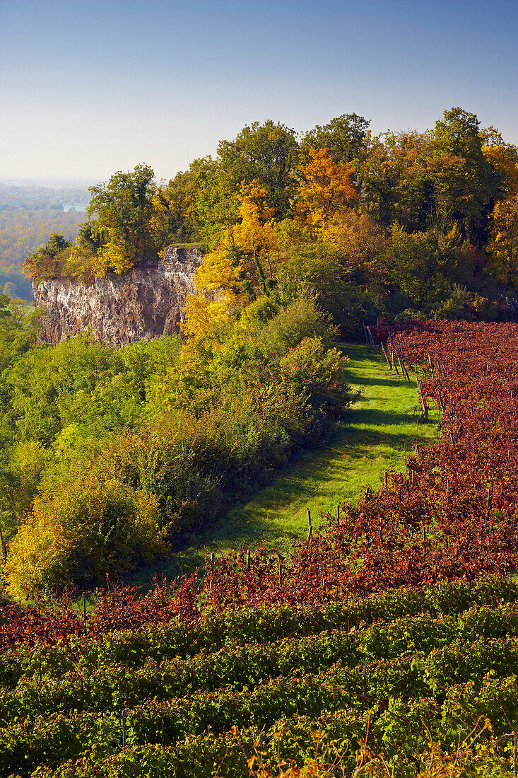 Blick vom Limberg auf auf herbstlichen Rheinwald und Rhein, Kaiserstuhl, Oberrheinische Tiefebene, Baden-Württemberg, Deutschland, Europa