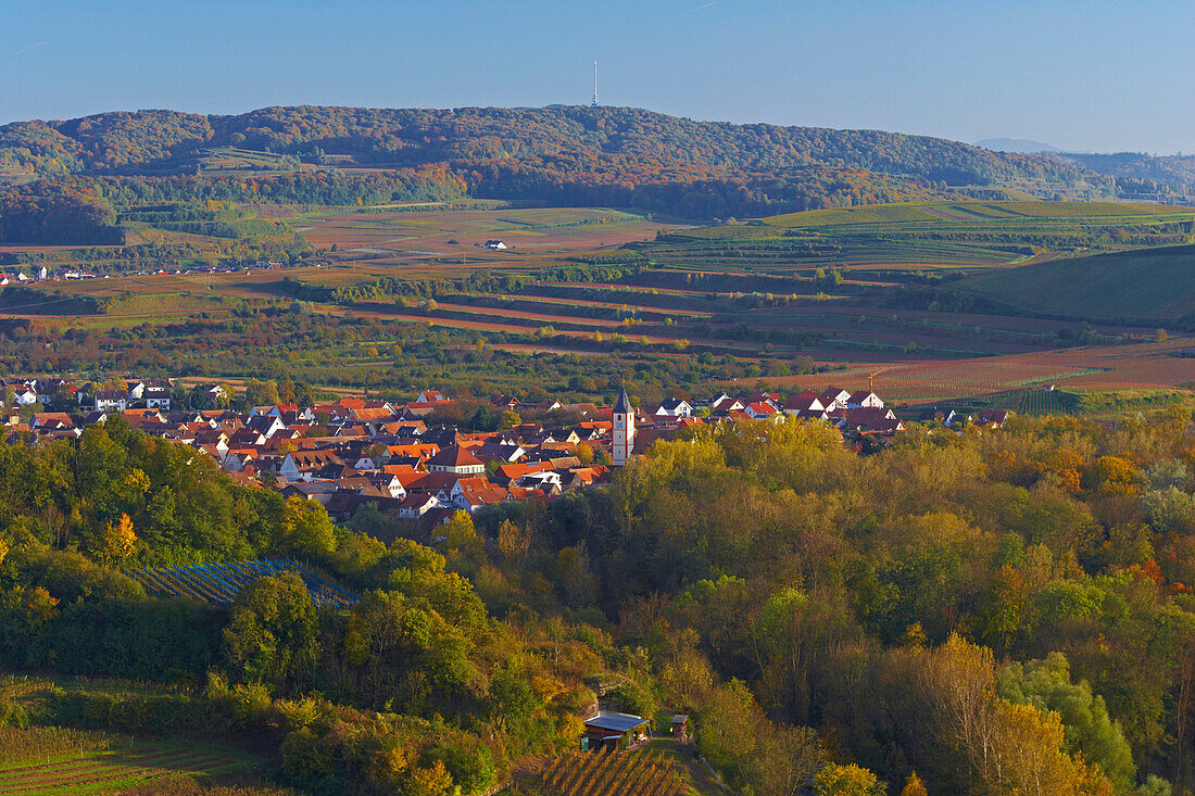 Blick über Weinberge und Rheinwald auf Sasbach, Kaiserstuhl, Baden-Württemberg, Deutschland, Europa