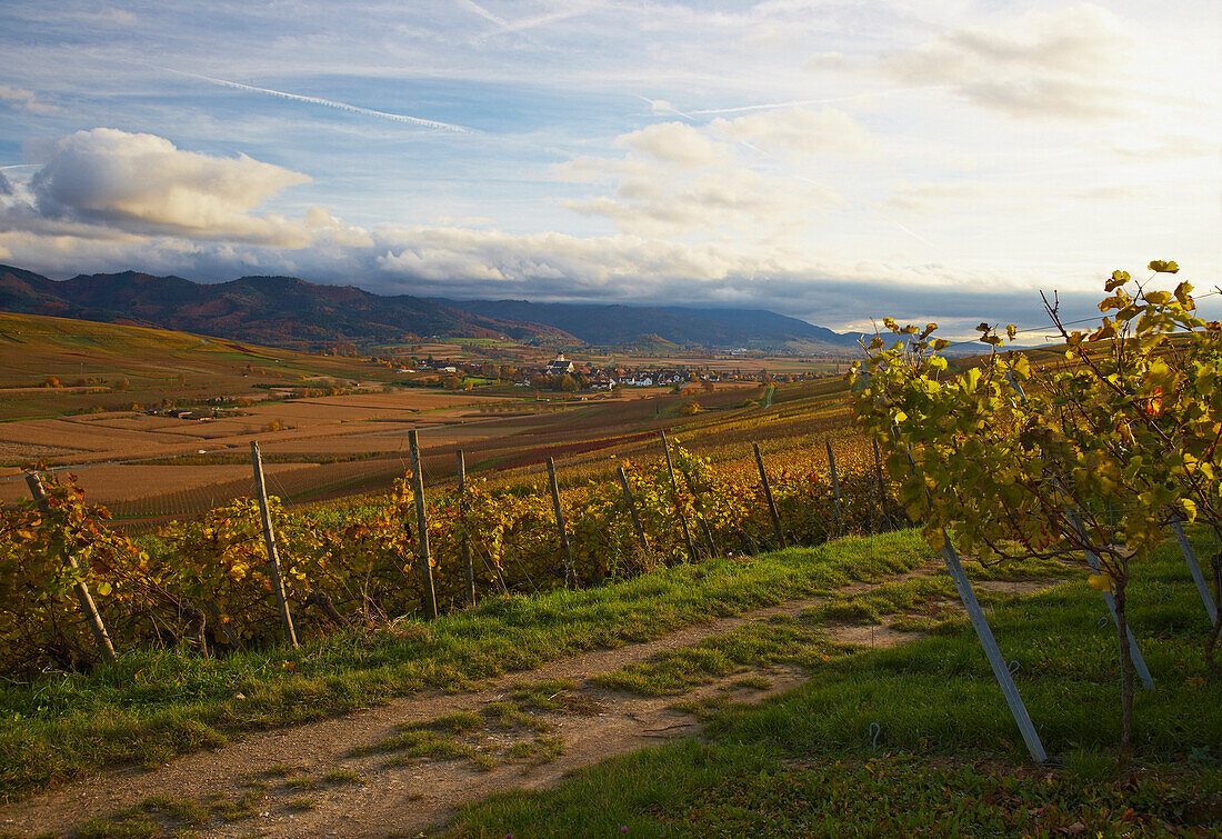 View from Batzenberg at vineyards near Kirchhofen, Staufen castle, Black Forest, Autumn, Breisgau, Southern part of the Black Forest, Black Forest, Baden Wuerttemberg, Germany, Europe