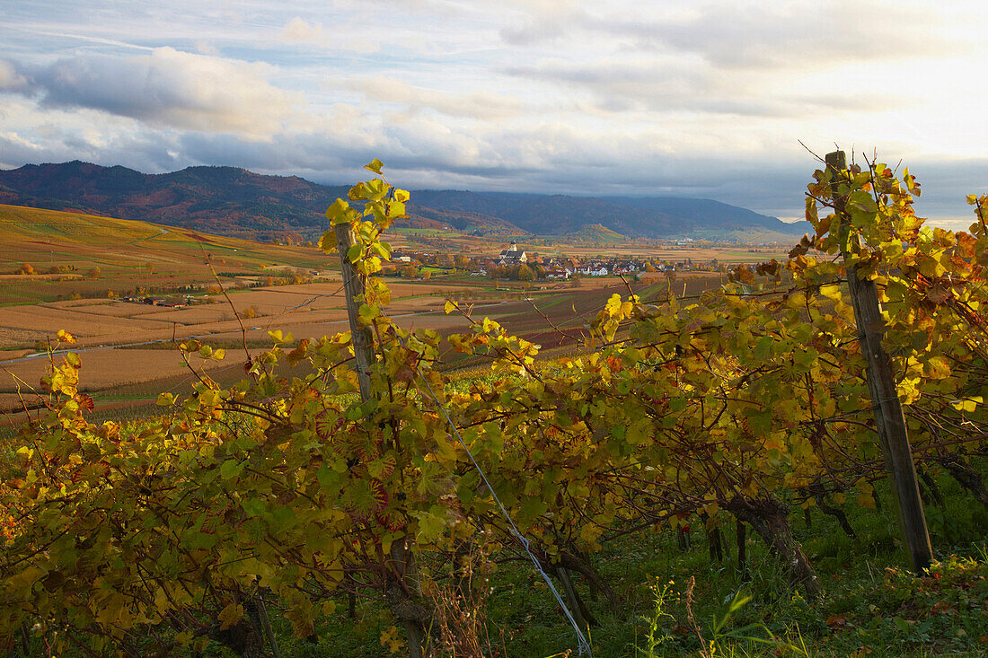 View from Batzenberg at vineyards near Kirchhofen, Staufen castle, Black Forest, Autumn, Breisgau, Southern part of the Black Forest, Schwarzwald, Baden Wuerttemberg, Germany, Europe