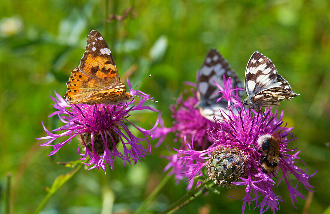 Wiesenblume mit Schmetterling bei Rust im Taubergießen, Frühling, Breisgau, Ortenau, Baden-Württemberg, Deutschland, Europa