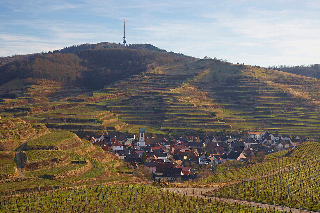 Blick über Weinberge auf Oberbergen, Totenkopf, spät Herbst, Kaiserstuhl, Baden-Württemberg, Deutschland, Europa