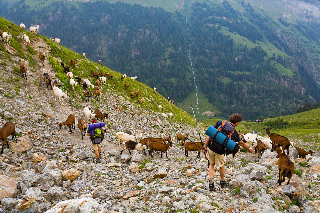 Two hikers between a herd of goats passing an alp, Breitlauenen, Lauterbrunnen Valley, Canton of Bern, Switzerland