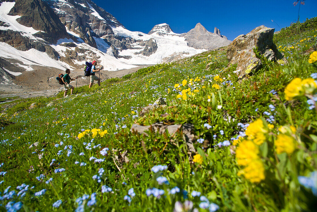 Two hikers crossing flower meadow, Breithorn Glacier and Tschingelhorn in background, Lauterbrunnen Valley, Canton of Bern, Switzerland