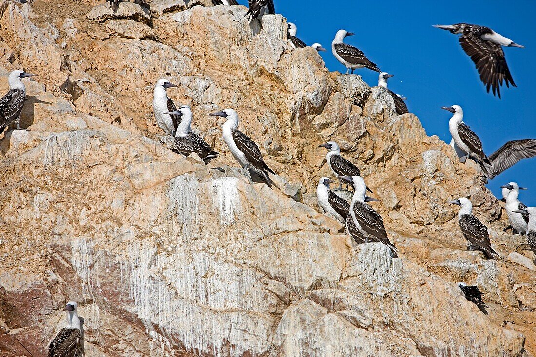 PERUVIAN BOOBY sula variegata ON BALLESTAS ISLANDS IN PARACAS NATIONAL PARK PERU GUANO PRODUCER