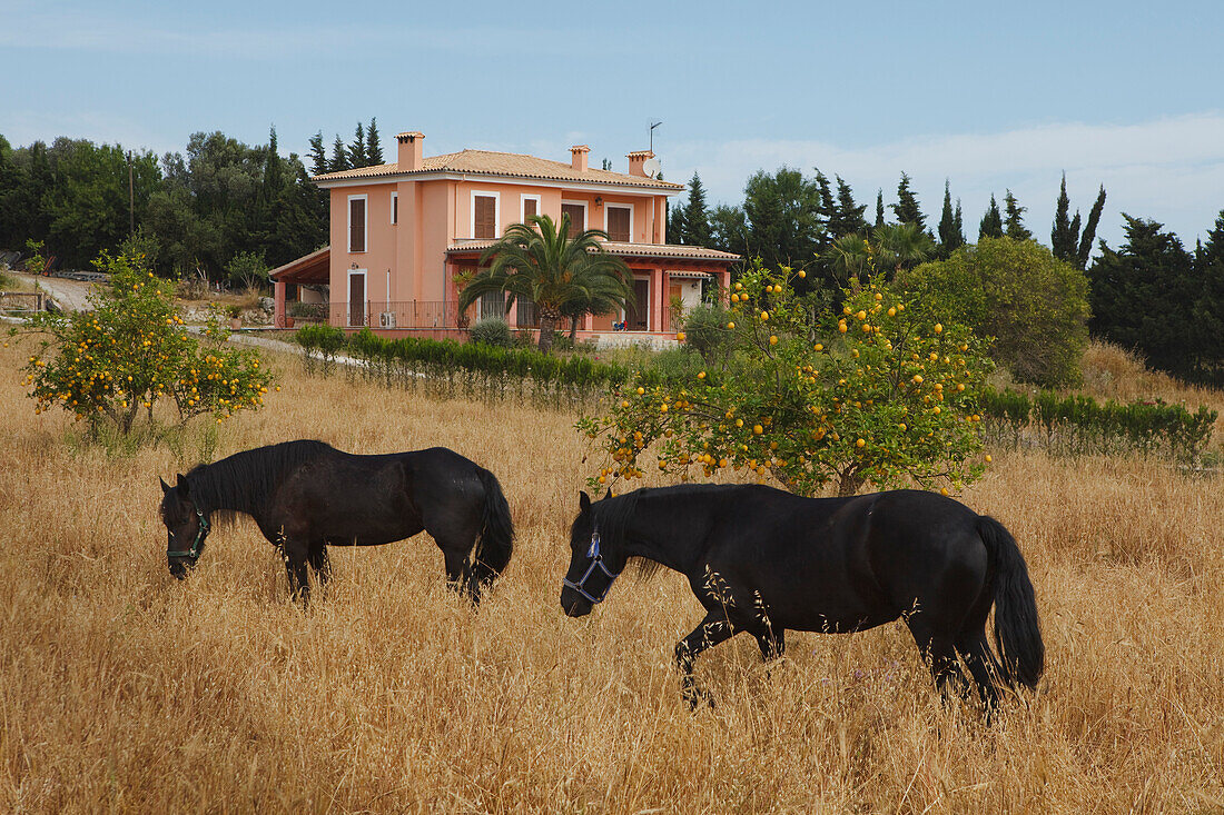 Horses, cottage, near Port d´Alcudia, Mallorca, Balearic Islands, Spain, Europe