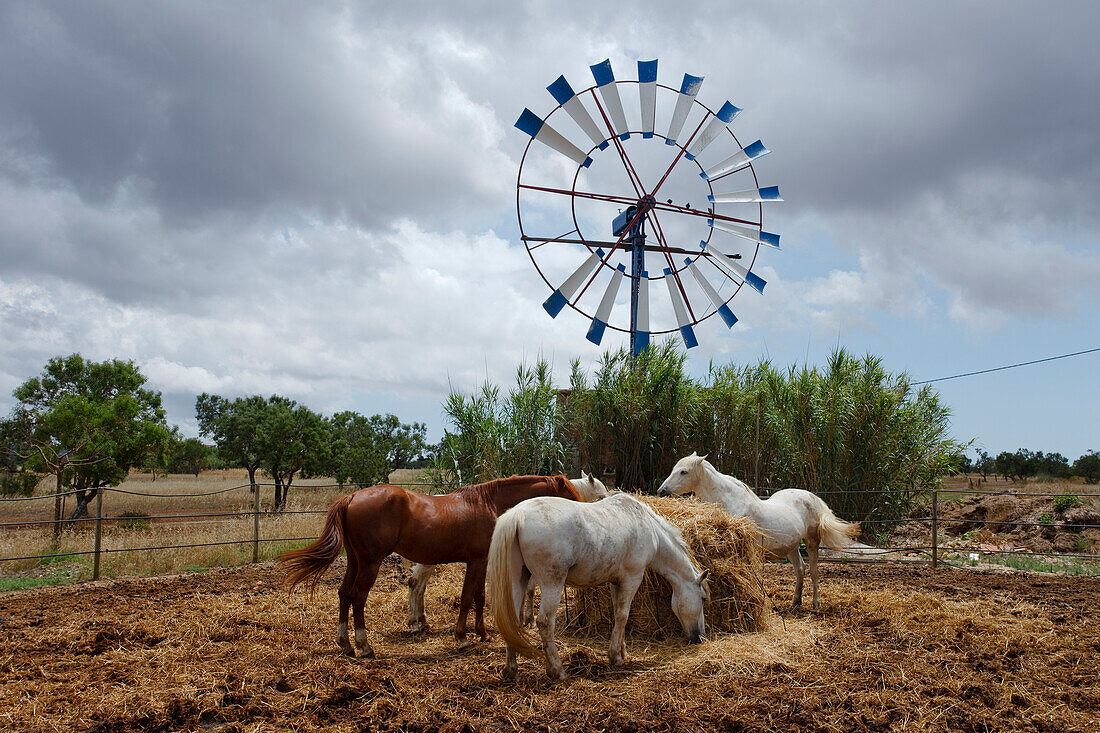 Horses, wind wheel, near Campos, Mallorca, Balearic Islands, Spain, Europe