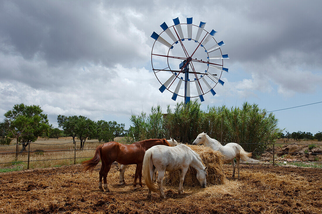 Pferde, Windrad, bei Campos, Mallorca, Balearen, Spanien, Europa