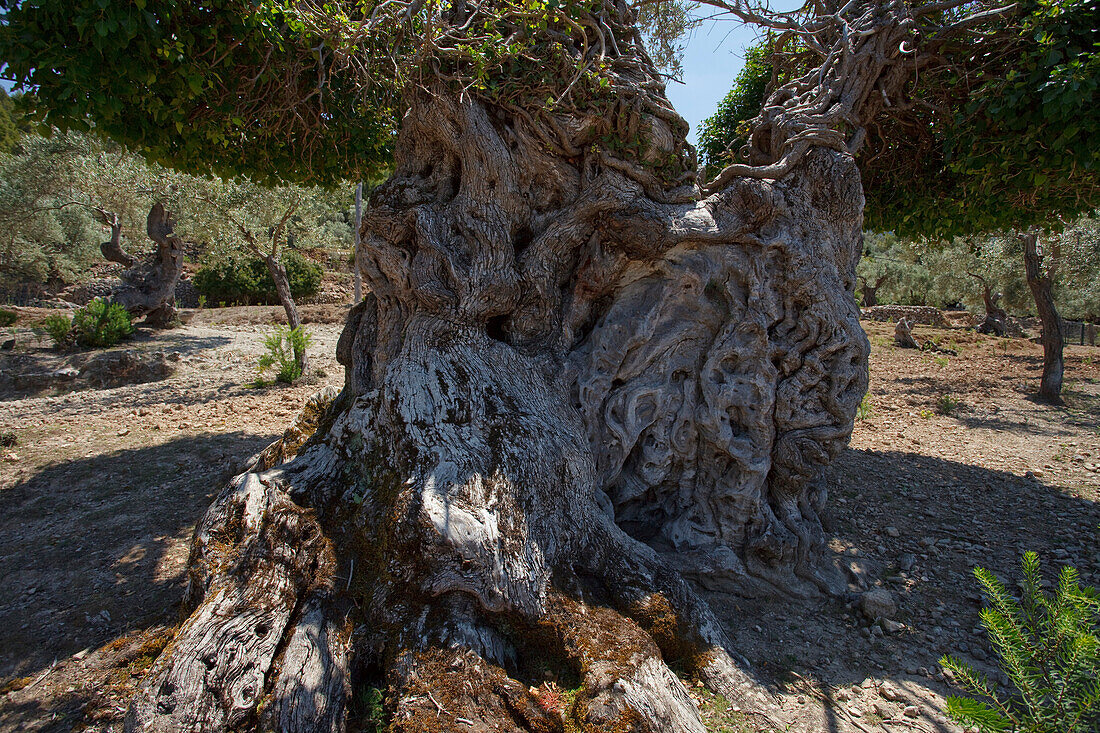 Alter Olivenbaum, Tramuntana Gebirge, Mallorca, Balearen, Spanien, Europa