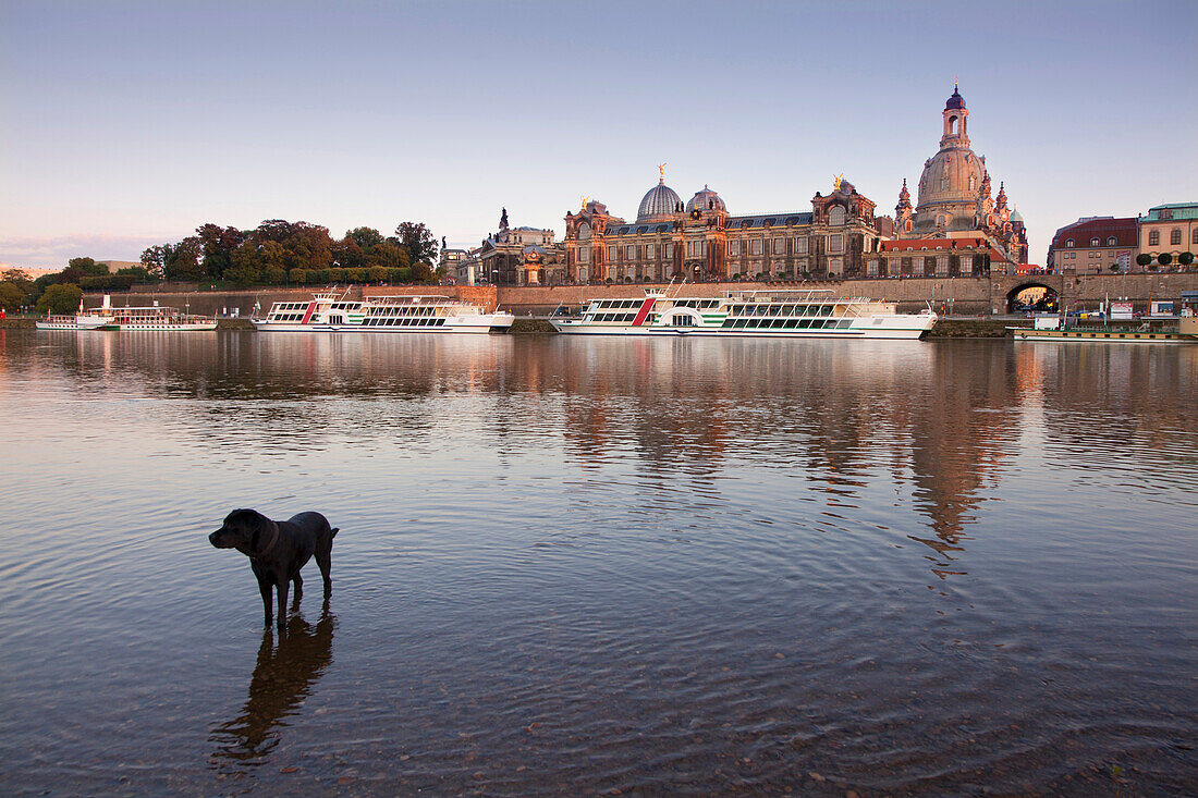 Dog in the water, view over the Elbe river to Bruehlsche Terrasse, University for visual arts and Frauenkirche, Dresden, Saxonia, Germany, Europe