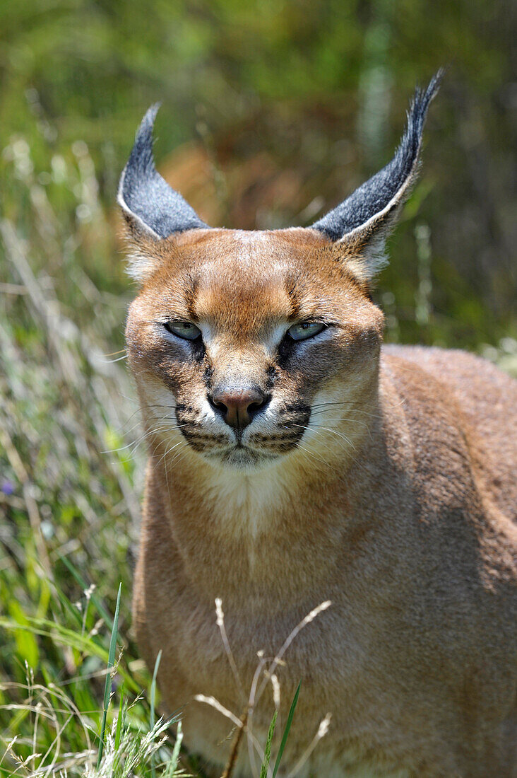 Caracal, Tenikwa, Garden Route, South Africa