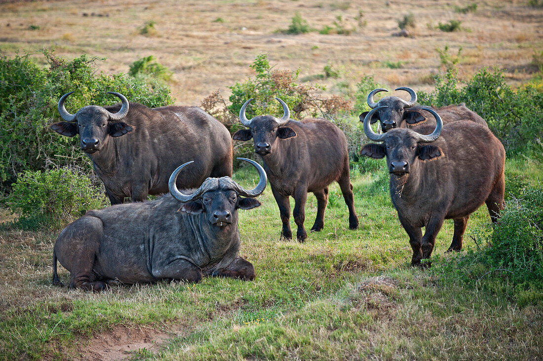 Büffelgruppe, Gorah Elephant Camp, Addo Elefanten Nationalpark, Garden Route, Ostkap, Südafrika, Afrika