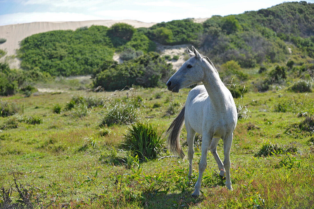 Wild horse in a meadow, Oyster bay lodge, Garden Route, South Africa