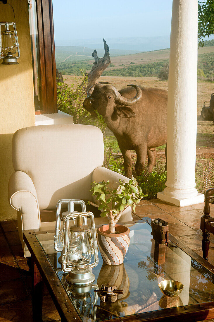 Buffalo at the mainhouse Gorah Elephant Camp, Addo Elephant National Park, Eastern Cape, South Africa