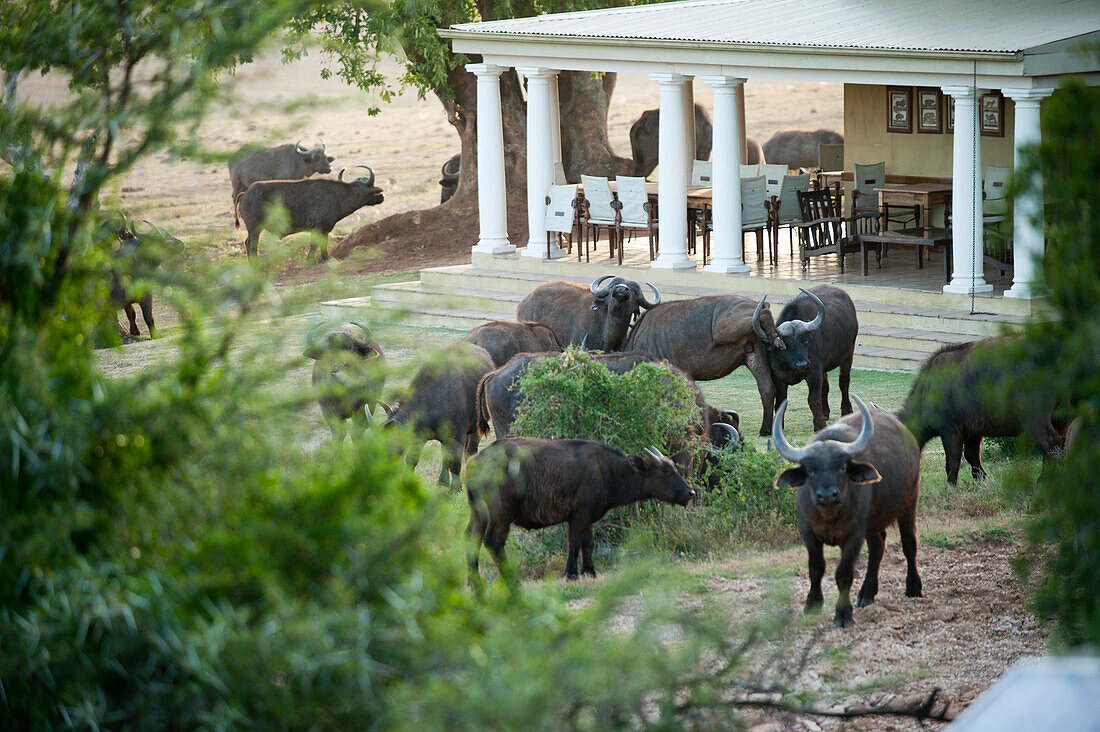 Büffel am Haupthaus, Gorah Elephant Camp, Addo Elefanten Nationalpark, Ostkap, Südafrika, Afrika