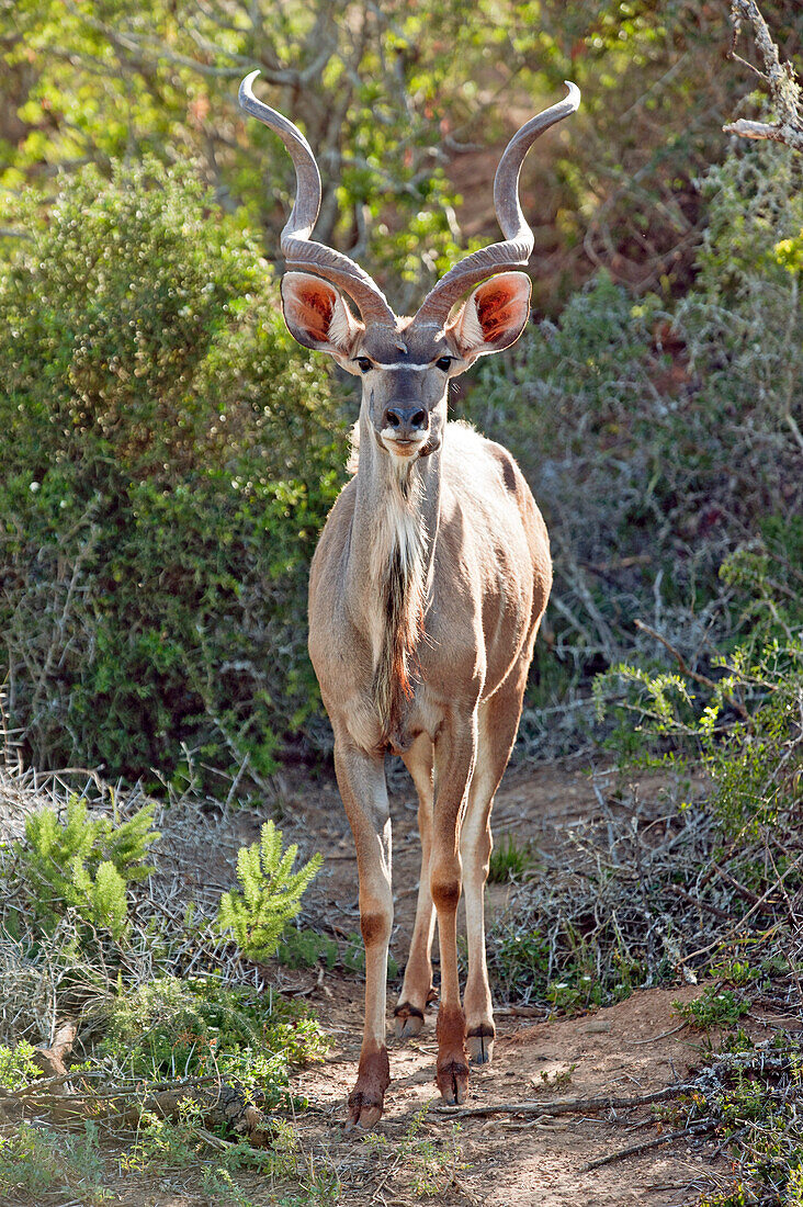 Greater Kudu, Addo Elephant National Park, Eastern Cape, South Africa
