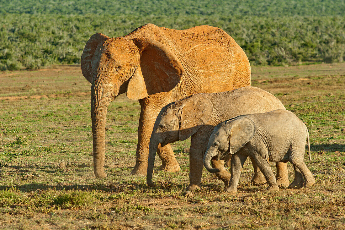 Elephant with cubs, Addo Elephant National Park, Eastern Cape, South Africa