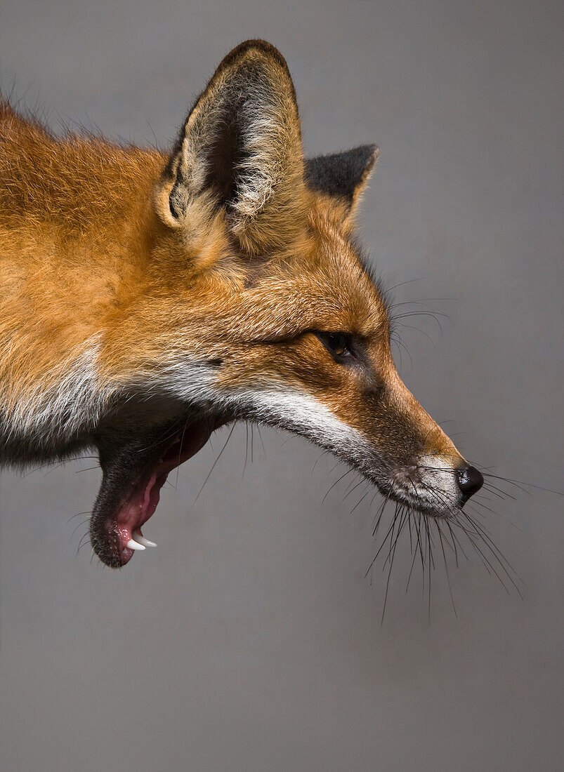 Renard