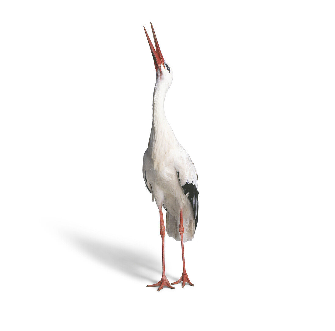 Storch