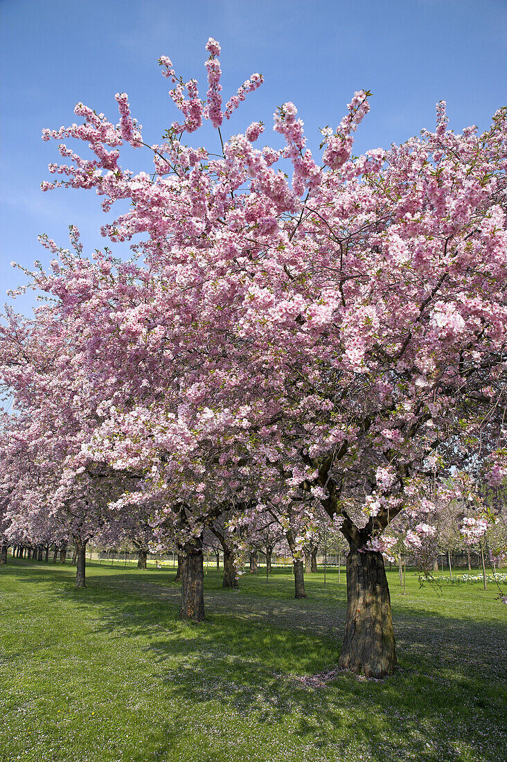 Cherry trees, blooming, Baden-Württemberg, Germany