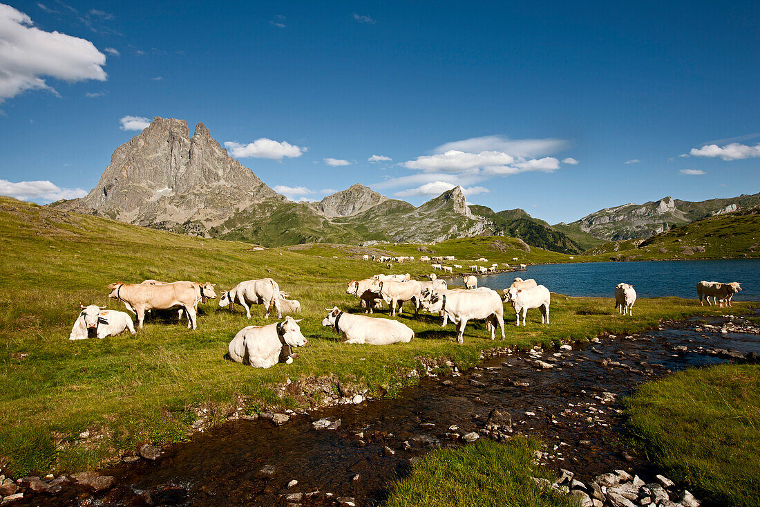 Herd of cattle at lake Lac Roumassot, Pic du Midi d'Ossau in background, Ossau Valley, French Pyrenees, Pyrenees-Atlantiques, Aquitaine, France