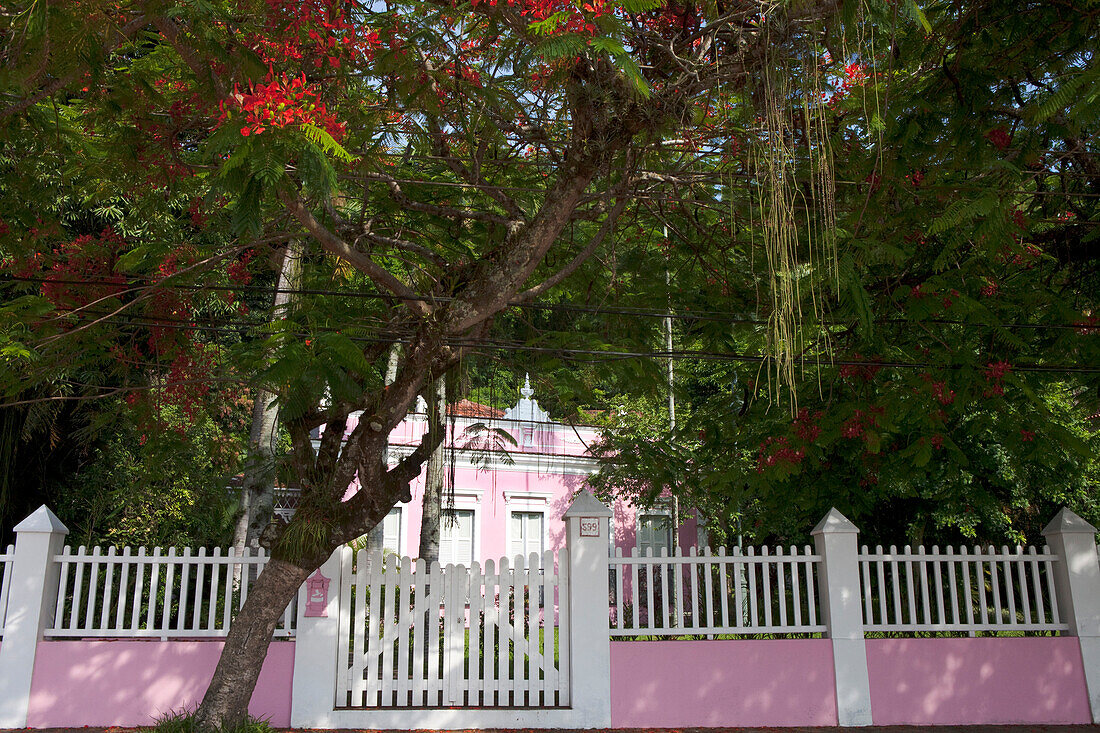 Mimosenbäume an einem Zaun, Ilha de Paquetá, Insel und Stadteil von Rio de Janeiro in der Guanabara Bucht, Bundestaat Rio de Janeiro, Brasilien, Südamerika, Amerika