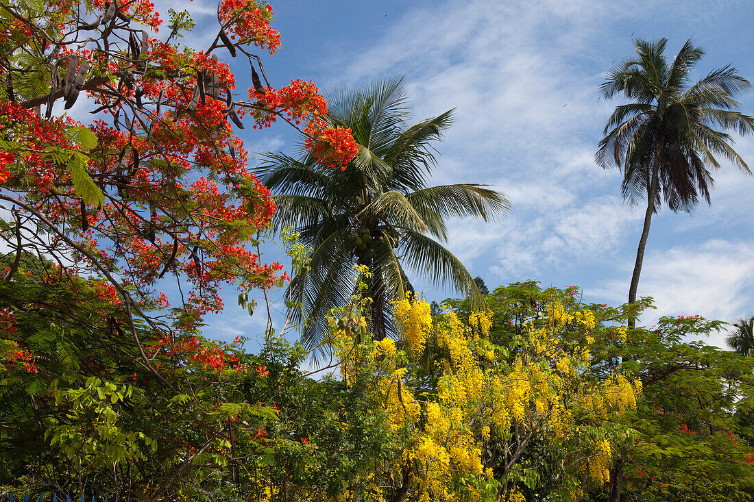Blühender Mimosenbaum und Goldregen, Ilha de Paquetá, Insel und Stadteil von Rio de Janeiro in der Guanabara Bucht, Bundestaat Rio de Janeiro, Brasilien, Südamerika, Amerika