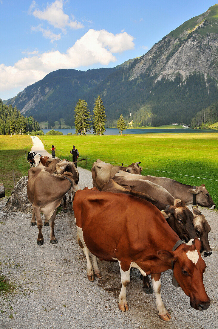 Cows on a road at lake Vilsalp in the Tannheim valley, Ausserfern, Tyrol, Austria, Europe