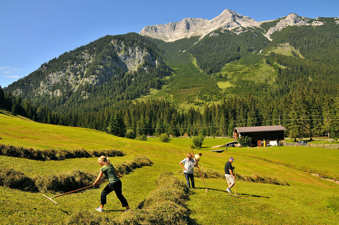 People in a alpine meadow at the Rofan mountains, lake Achensee area, Tyrol, Austria, Europe
