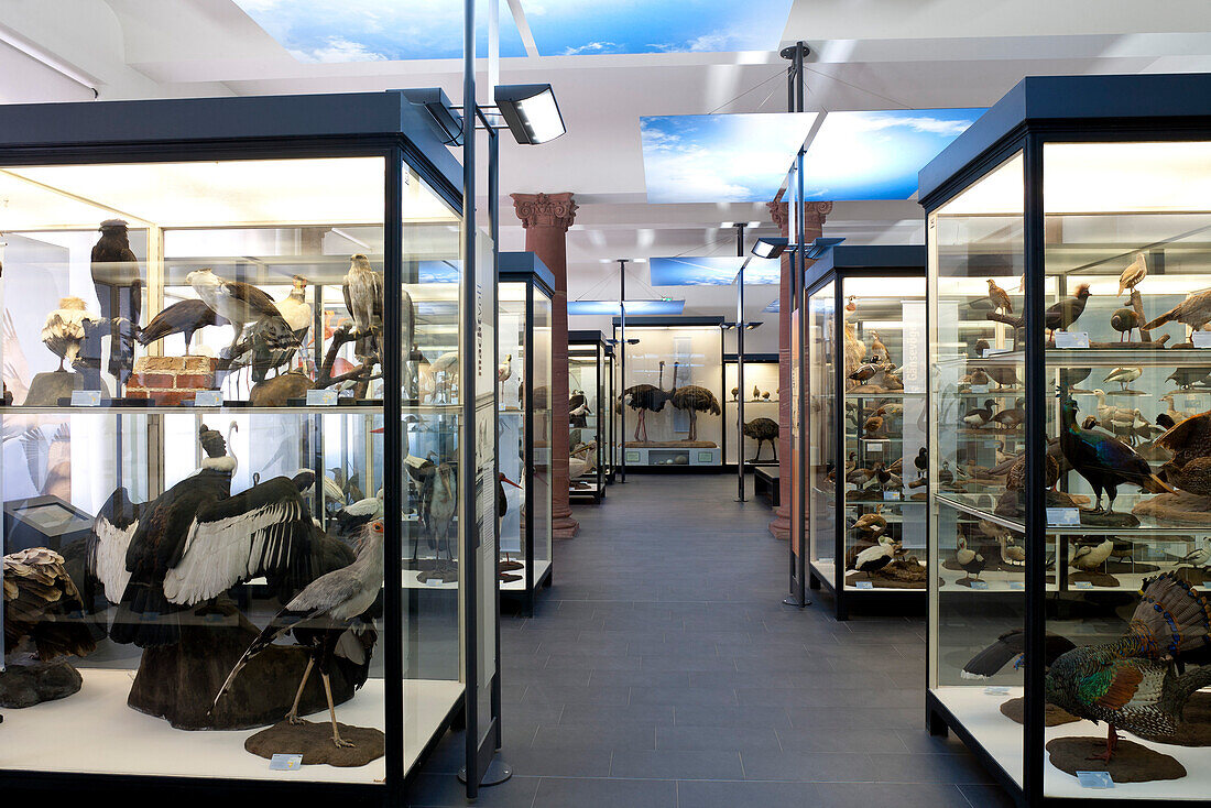 Senckenberg Museum, Bird Hall with the classic didactic exhibition with the diversity of birds, Frankfurt am Main, Hesse, Germany, Europe