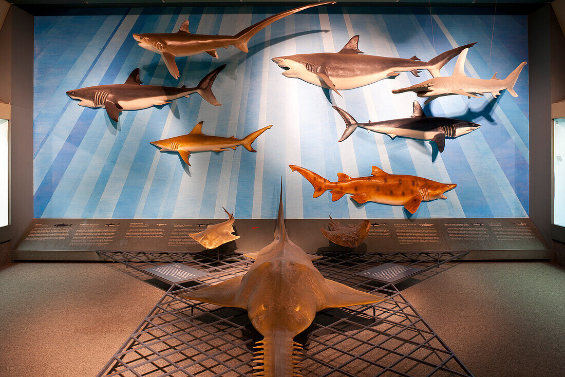 Senckenberg-Museum, with of the wall with sharks and a sawfisch, Pristis microdon, Frankfurt am Main, Hesse, Germany, Europe