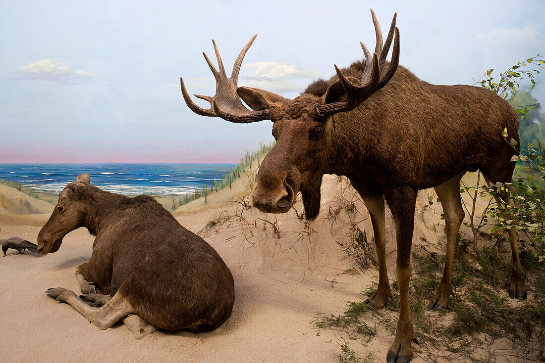 Senckenberg-Museum, Diorama mit Elchpaar (Alces alces) vor illusionistischem Wandgemälde des Frankfurter Landschaftsmalers Woelcke. Dargestellt ist die Kurische Nehrung, eine Küstenlandschaft, bis zu der die große Hirschart manchmal vordringt, Frankfurt a