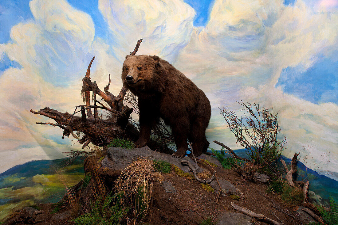 Senckenberg-Museum, Diorama with brown bear, Ursus arctos, mountainous region, typical habitat of the large mammal, Frankfurt am Main, Hesse, Germany, Europe
